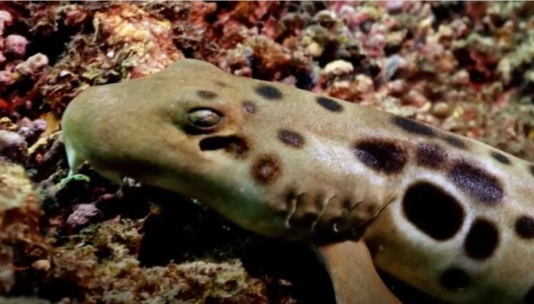 Descubren especie de tiburón que es capaz de caminar y sobrevive sin oxígeno durante horas