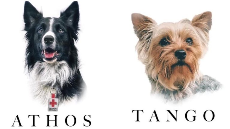 Hombre fue condenado a más de 10 años de cárcel por asesinar a perros de asistencia emocional con veneno