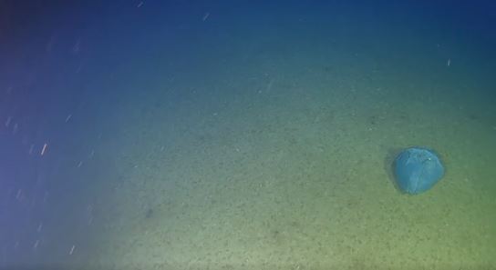 Dramático: Histórica expedición en Fosa de Atacama muestra bolsa plástica a 8 mil metros de profundidad