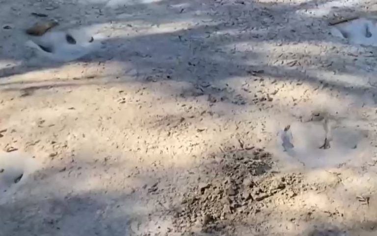 Impresionante hallazgo: Sequía deja al descubierto huellas de dinosaurio