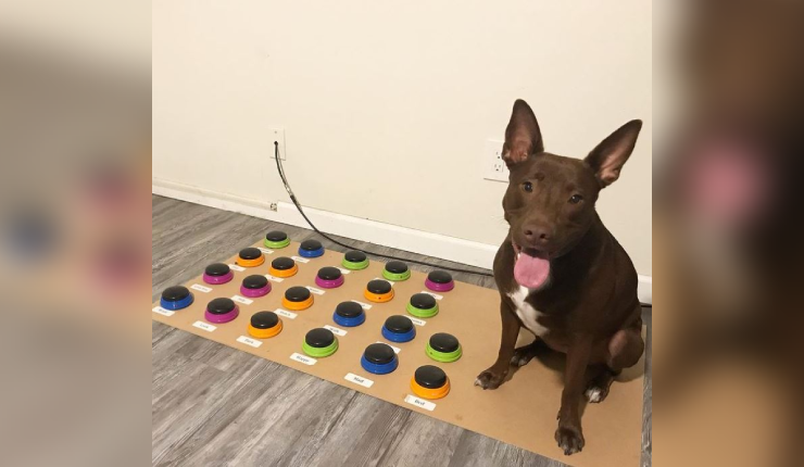 Así es el sorprendente sistema que permite a las mascotas 