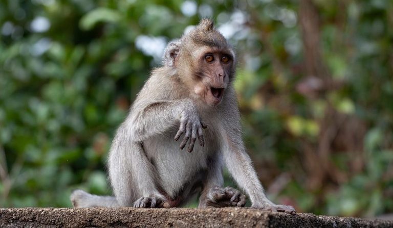Descubren que monos machos usarían piedras como 