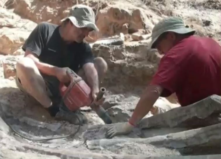 Encuentran restos de dinosaurio en Portugal: Podría ser el esqueleto más grande de Europa