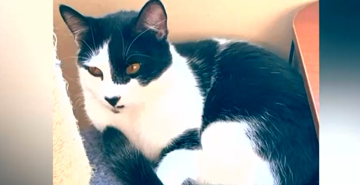 Horas de angustia e incertidumbre: Familia denuncia que aerolínea perdió a su gato en vuelo