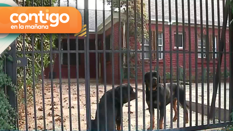 Niña de 5 años se encuentra en estado grave tras ser mordida por dos perros rottweiler en La Reina