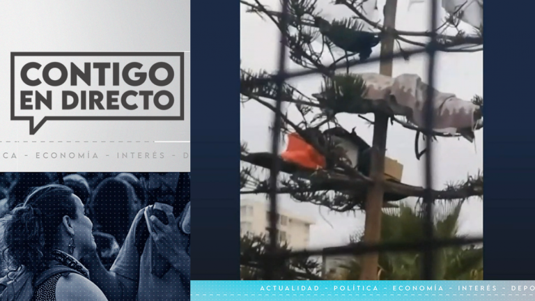 ¡Insólito! Registran a un hombre durmiendo arriba de un árbol en Antofagasta