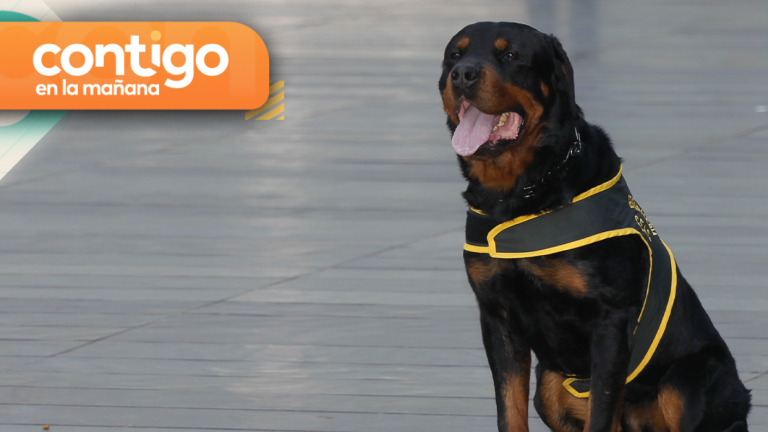 Amiga de la familia de menor atacada por rottweilers en La Reina entregó detalles de su estado de salud