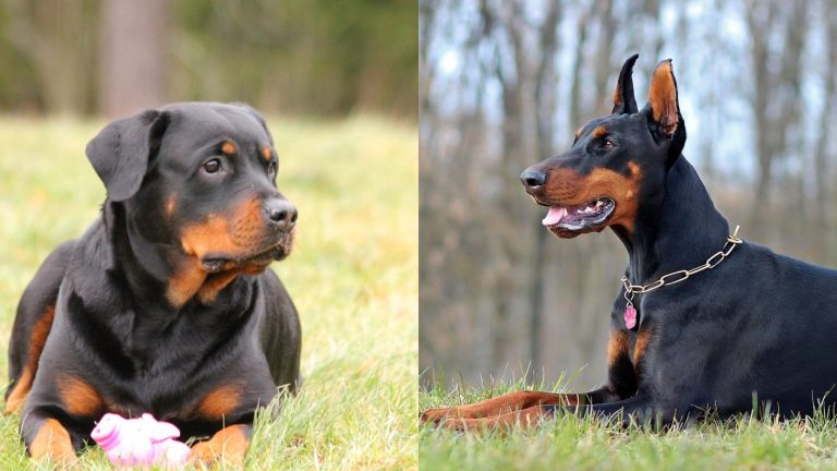 Estas son las 9 razas de perros consideradas como 