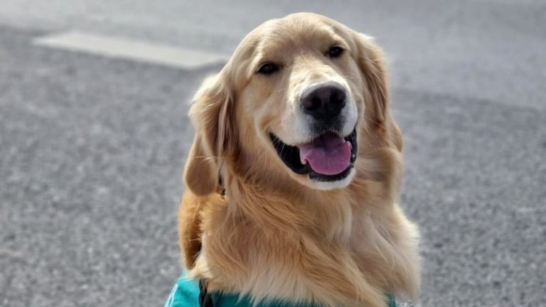 Hombre golpeó a perro que detectó droga al interior de su bolso: Fue detenido por violar la Ley Cholito