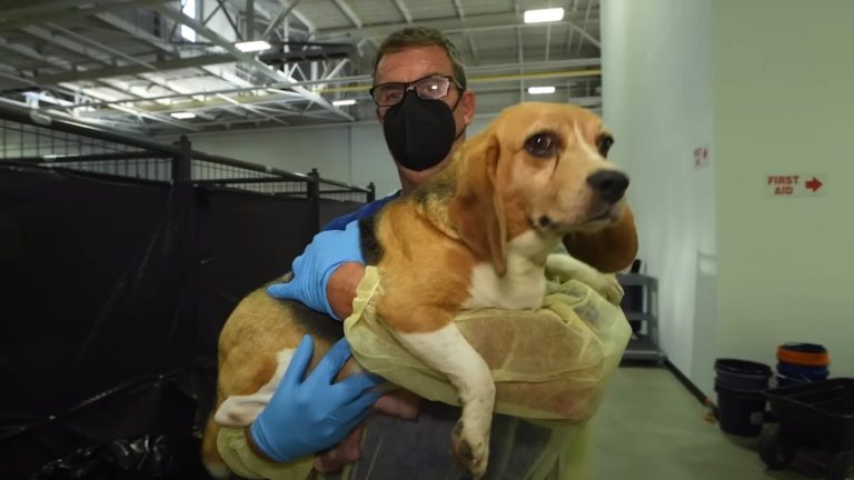4.000 perritos beagles que iban a ser usados para experimentos buscan hogar en Estados Unidos