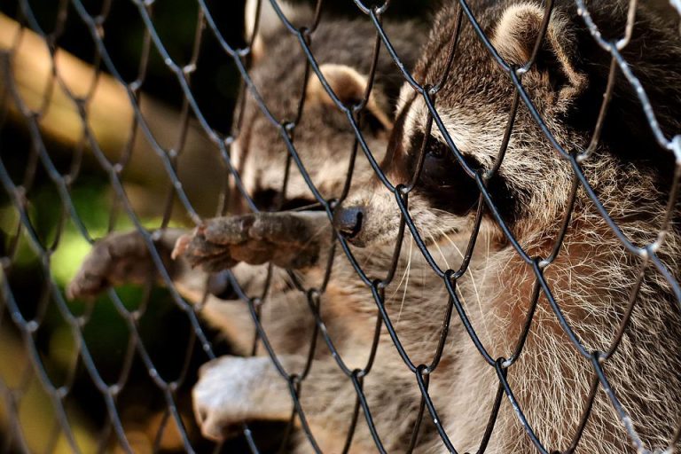 Padre e hija se grabaron quemando a un mapache vivo: Video fue viralizado