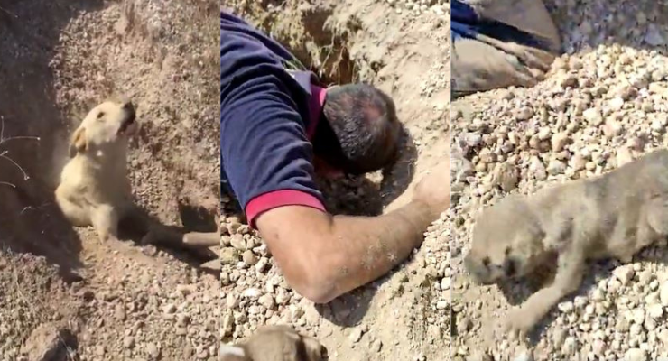 Dramático rescate de perrita sepultada hasta el cuello con sus cachorros en Turquía