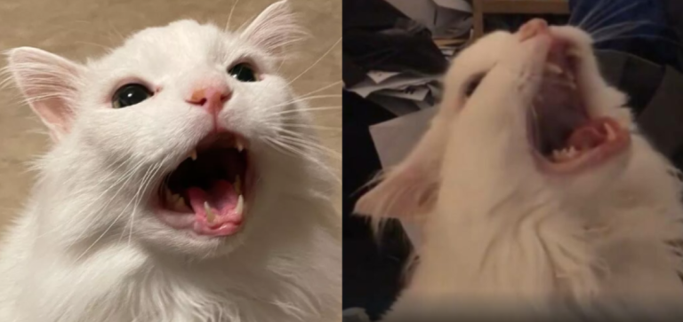 Las redes sociales están de luto: Muere Thurston Waffles, el gato que protagonizó conocido meme