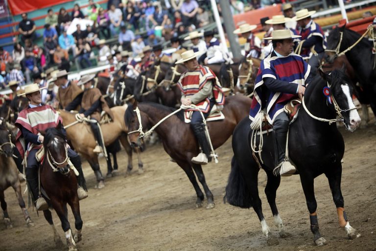 ONG exige que el rodeo deje de ser considerado como un deporte nacional: 