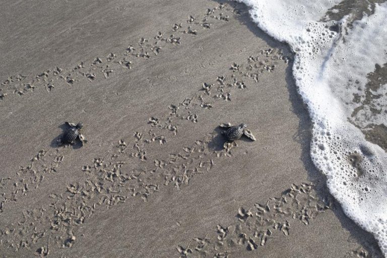 Eran especies en peligro de extinción: Incautan casi una tonelada de carne de tortugas marinas en Colombia