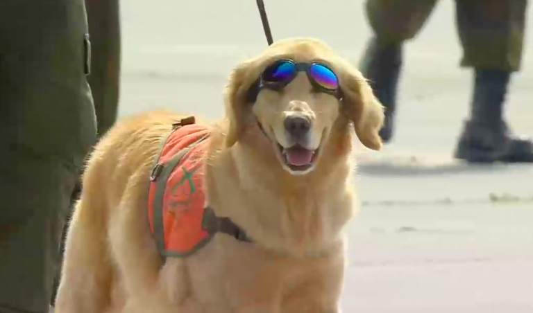 Con lentes y zapatos: Así fue el desfile de los perros de Carabineros durante la Parada Militar 2022