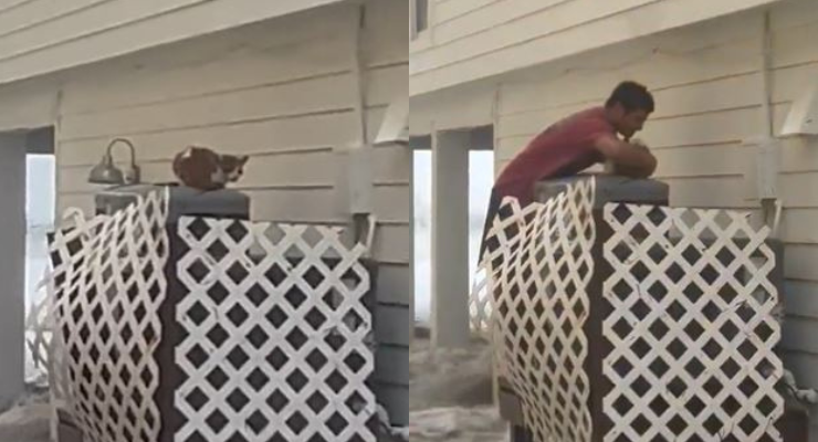 Héroe sin capa y con short: Viralizan a joven rescatando a gatito asustado en medio de huracán Ian