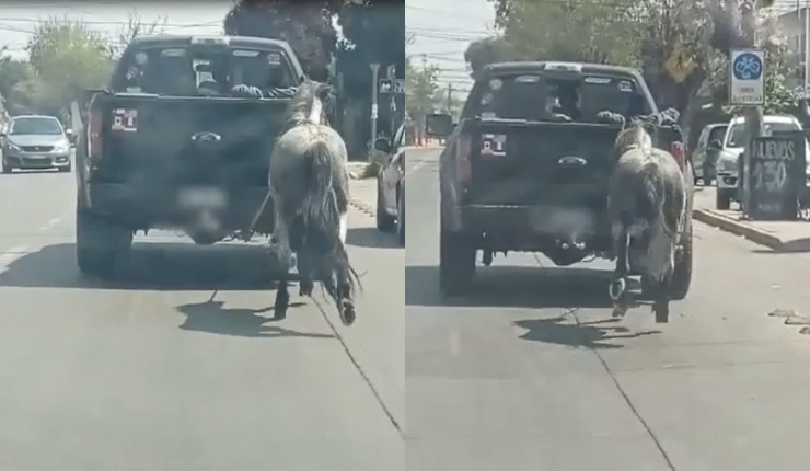 Grave caso de maltrato animal en Renca: Caballo circulaba amarrado a camioneta que portaba patente adulterada