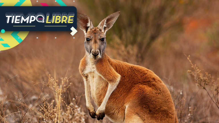 Hombre es asesinado por canguro que mantenía como mascota en su casa