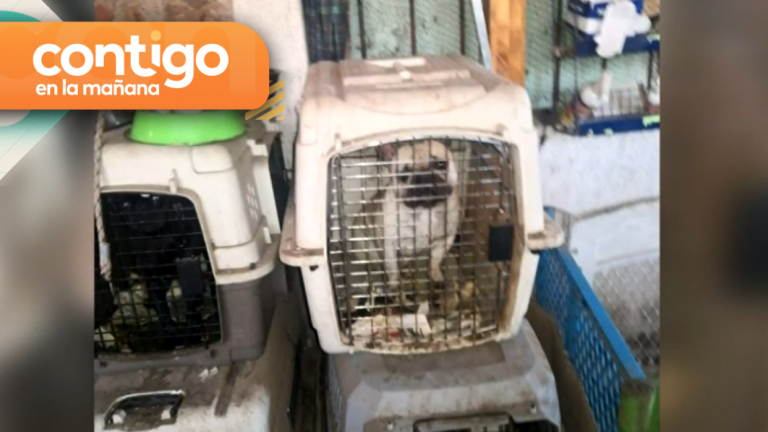 Indignante condición: Denuncian a criadero por tener mascotas en mal estado