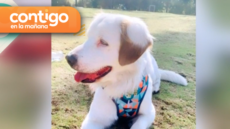 Dueña denunció apropiación indebida: Encontraron a perro perdido y no lo quieren devolver