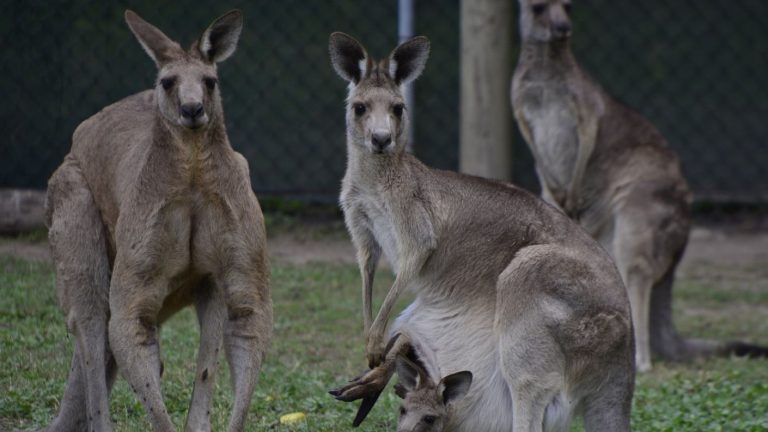 Canguro mató a hombre que lo tenía como mascota en zona rural de Australia