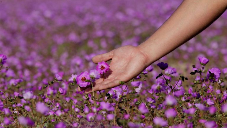 Conciencia que le dicen: Invitan a no cortar ni aplastar las plantas del desierto florido