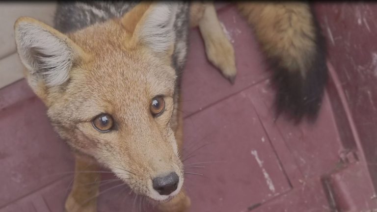 Zorro que deambulaba por La Reina fue capturado y luego liberado en su hábitat