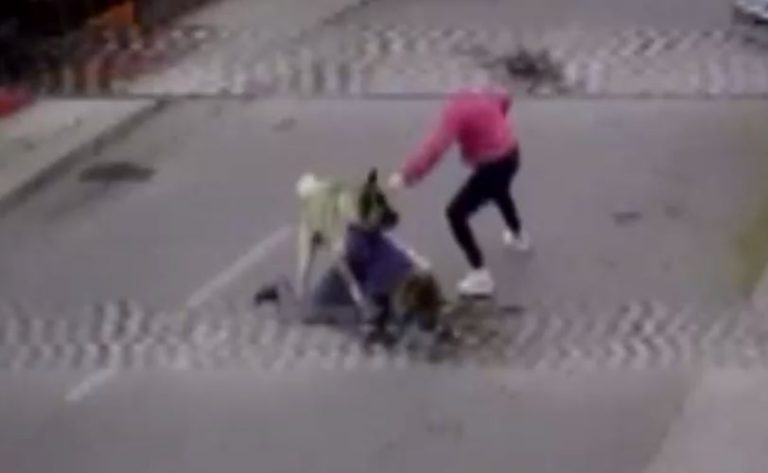 Mujer fue atacada por el perro de sus vecinos: Acusa que no se han hecho cargo de los daños