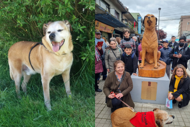 ¿Quién es Don Luis Apolo? La historia del perro homenajeado con una escultura e ícono de Osorno