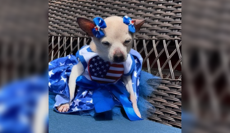 Tenía el récord Guinness: A los 22 años falleció Pebbles, la perrita más longeva del mundo