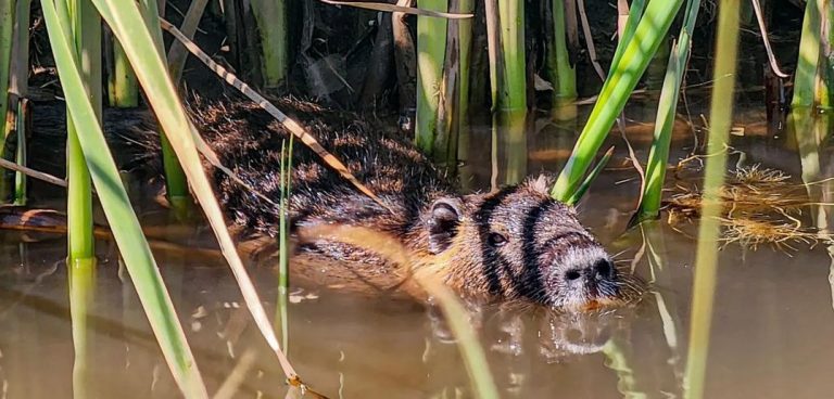Un coipo fue avistado nadando en el río Mapocho y sorprendió a los capitalinos