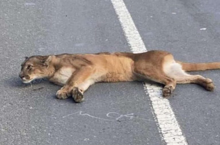 Puma muere tras ser atropellado en Ruta de la Madera: SAG llama a tener precaución con el tránsito de vehículos