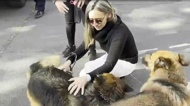 Todo gracias al chip: Víctima relata cómo recuperó a mascotas tras sufrir violento portonazo en Peñalolén