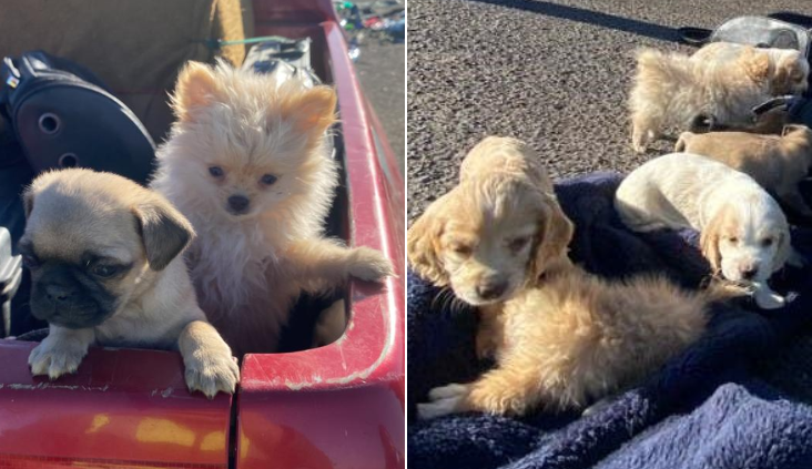 Detuvieron a sujeto que transportaba 10 cachorros dentro de mochilas en Tarapacá: Uno estaba sin vida