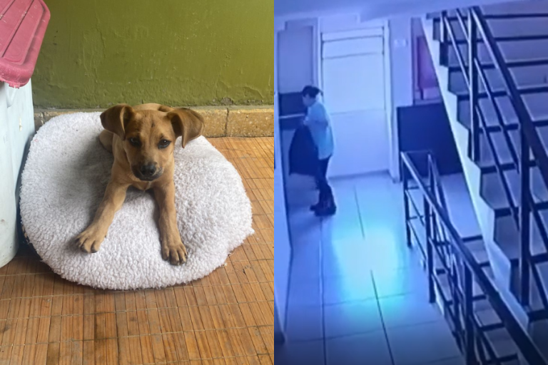 Pasó 13 horas abandonada: Captan a mujer lanzando por ducto de basura a perrita dentro de una bolsa