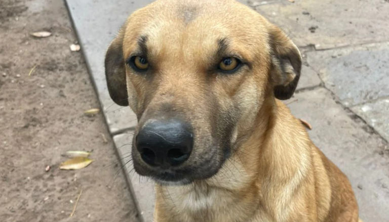 No busca trabajo, pero sí amor: Crean CV a perrito para darlo en adopción y se hace viral por su ternura