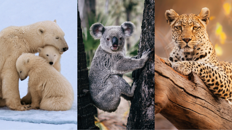 ¿Por qué? El mundo perdió el 69% de los animales vertebrados silvestres en apenas 50 años