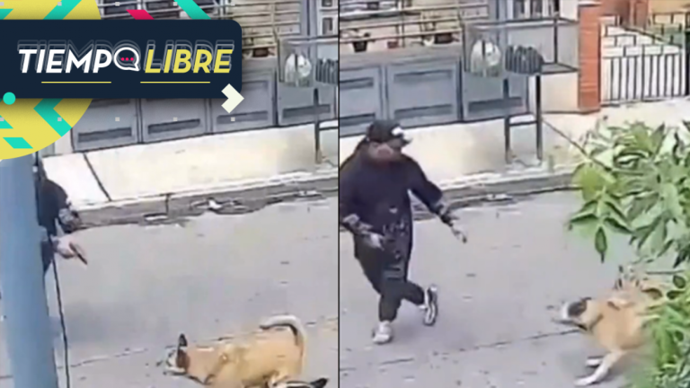 Inesperadas heroínas: Dos perras defienden a un hombre de ser asaltado por unos motochorros