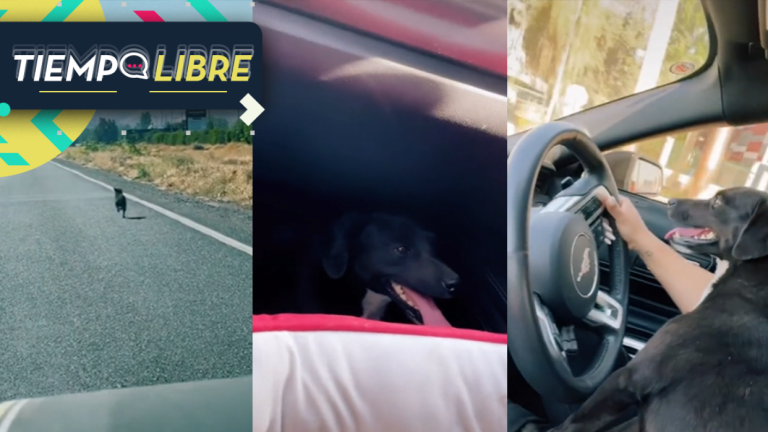 “Es lo más triste que verán hoy”: Mujer grabó momento que un perro corre tras el auto que lo abandonó