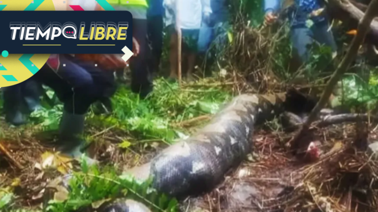 Pitón de siete metros se tragó a una mujer: rescataron el cuerpo desde su estómago