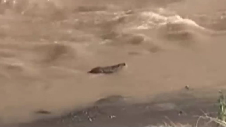 Expertos opinan: ¿Por qué es tan importante el avistamiento de un coipo nadando por el Río Mapocho?