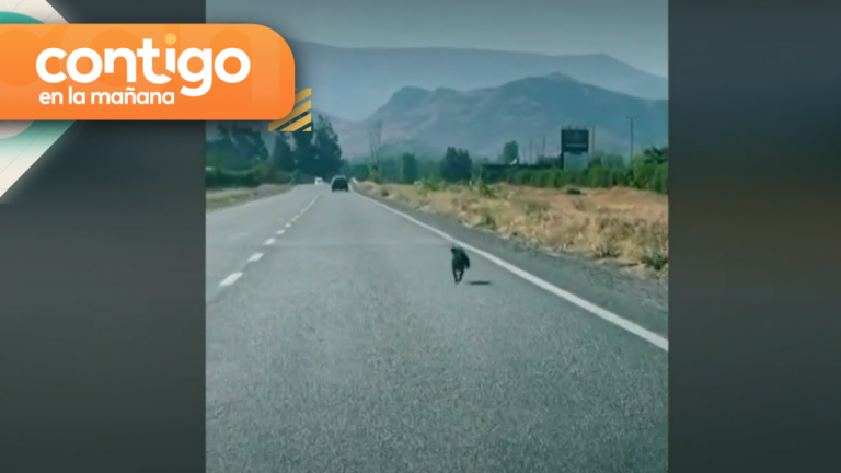 Indignante registro: Perro corrió cinco kilómetros detrás del auto que lo abandonó en carretera