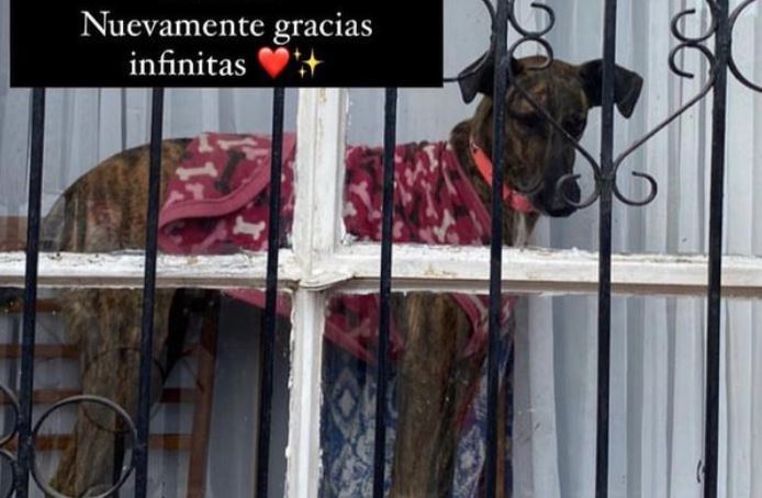 La conmovedora historia de una mujer desahuciada que busca adoptantes para su perrita: 