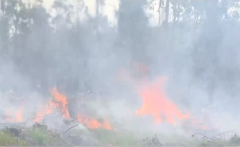 Uno se lo adjudicó la CAM: Registran dos ataques a fundos forestales en La Araucanía
