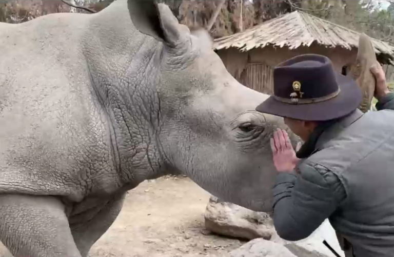 Despiden a Panteleón, el rinoceronte blanco nacido en Chile que viajó hasta Colombia para preservar la especie