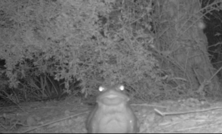 ¿Sapo alucinógeno? Autoridades llaman 