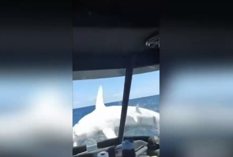 Impactante: Pescadores captan momento exacto en que un tiburón mako salta y queda atrapado en su barco