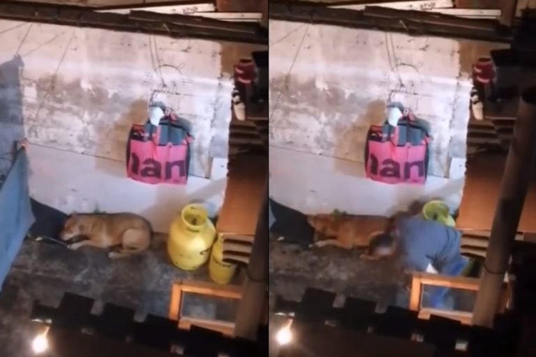 Brutal caso de maltrato animal: PDI busca a sujeto que fue sorprendido azotando a una perrita en Antofagasta