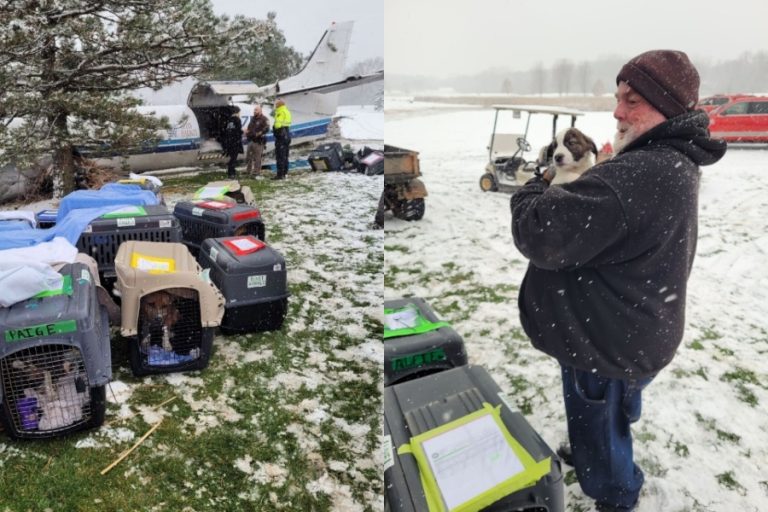Todos sobrevivieron: Avión que trasladaba 56 perritos para adopción se estrelló en Estados Unidos